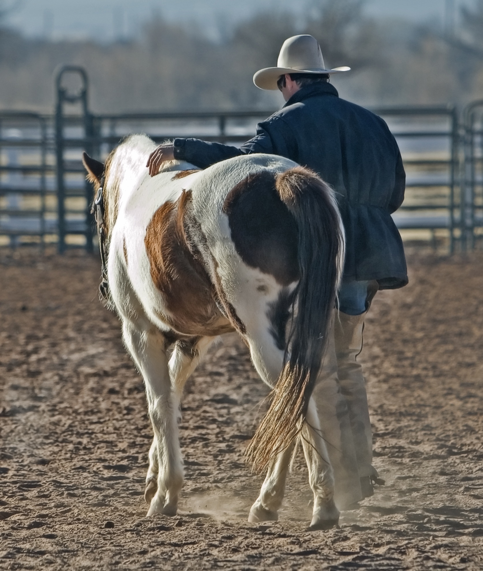 Cowboy and horse walking away from viewer
